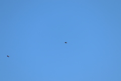 Tachycineta albilinea