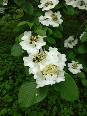 Viburnum plicatum