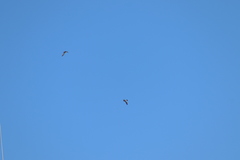 Tachycineta albilinea