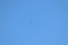 Tachycineta albilinea