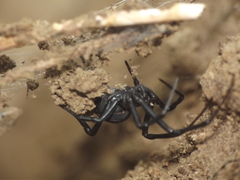 Latrodectus erythromelas