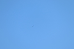 Tachycineta albilinea