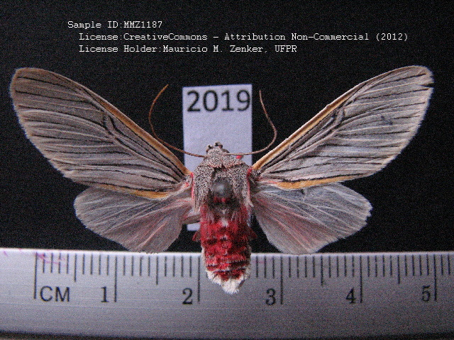Idalus flavicostalis