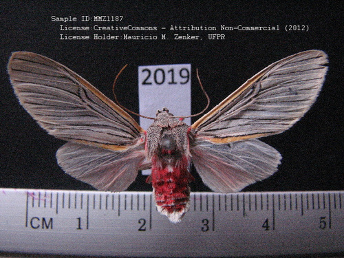 Idalus flavicostalis
