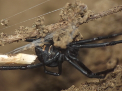 Latrodectus erythromelas