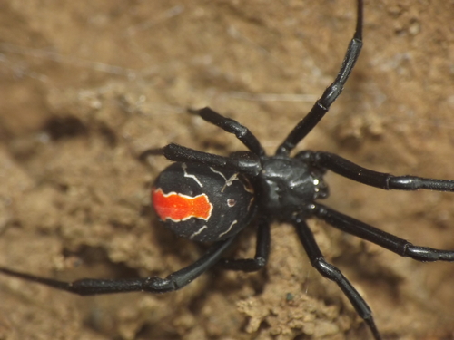 Latrodectus Erythromelas · Inaturalist