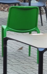 Prunella modularis occidentalis