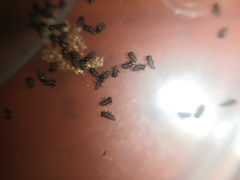 Gastrophysa atrocyanea