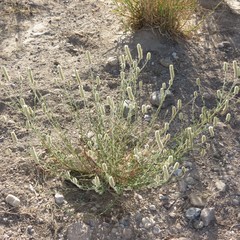 Dalea albiflora