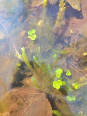 Chrysosplenium americanum