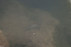 Acanthurus xanthopterus
