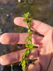 Chrysosplenium americanum