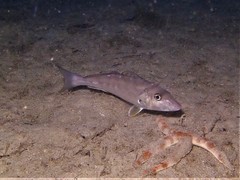 Western Sand Whiting photo 3