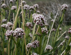 Valeriana carnosa