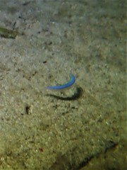 Spratelloides robustus