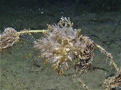 Chaetodermis penicilligerus