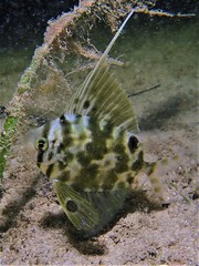 Metavelifer multiradiatus