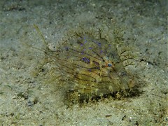 Chaetodermis penicilligerus