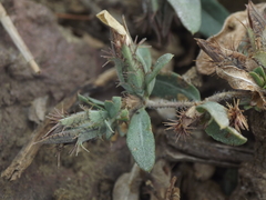 Blepharis maderaspatensis