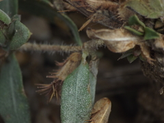 Blepharis maderaspatensis