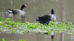 Gallinula galeata