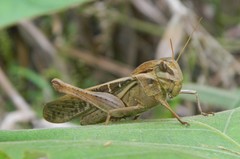 Gastrimargus marmoratus