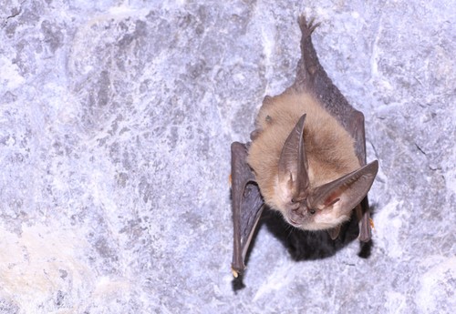 Townsend's Big-eared Bat photographed in Montana