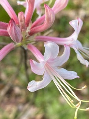Rhododendron flammeum