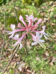 Rhododendron flammeum