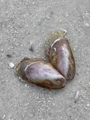 Modiolus squamosus