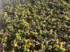Eranthis hyemalis