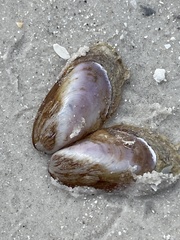 Modiolus squamosus