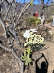 Cnidoscolus multilobus