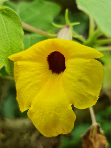 Uncarina peltata