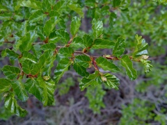 Nothofagus antarctica