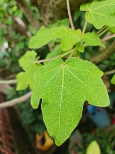 Uncarina peltata