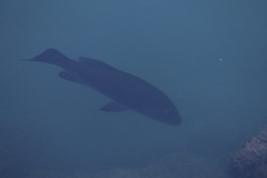 Lutjanus novemfasciatus