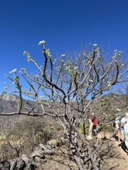 Cnidoscolus multilobus