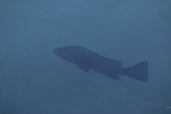 Lutjanus novemfasciatus