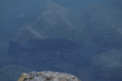 Lutjanus novemfasciatus
