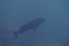 Lutjanus novemfasciatus