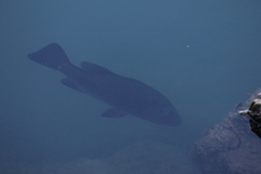 Lutjanus novemfasciatus