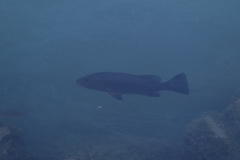 Lutjanus novemfasciatus