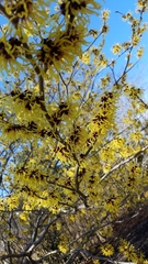 Hamamelis vernalis
