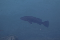 Lutjanus novemfasciatus