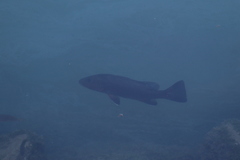 Lutjanus novemfasciatus