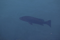 Lutjanus novemfasciatus