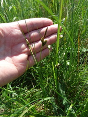 Carex caryophyllea