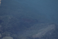Lutjanus novemfasciatus