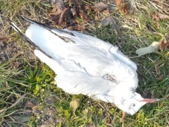 Chroicocephalus ridibundus